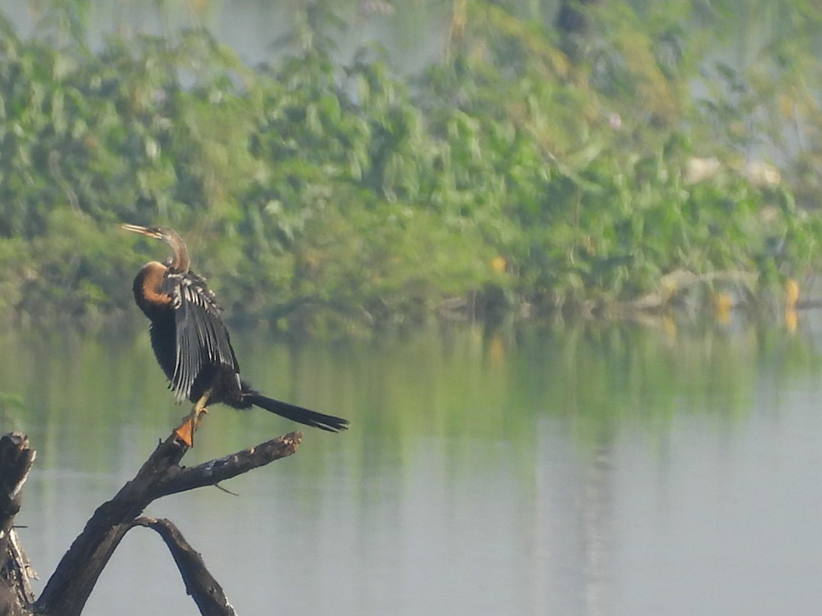 Doğu Yılanboyunu - ML644921422