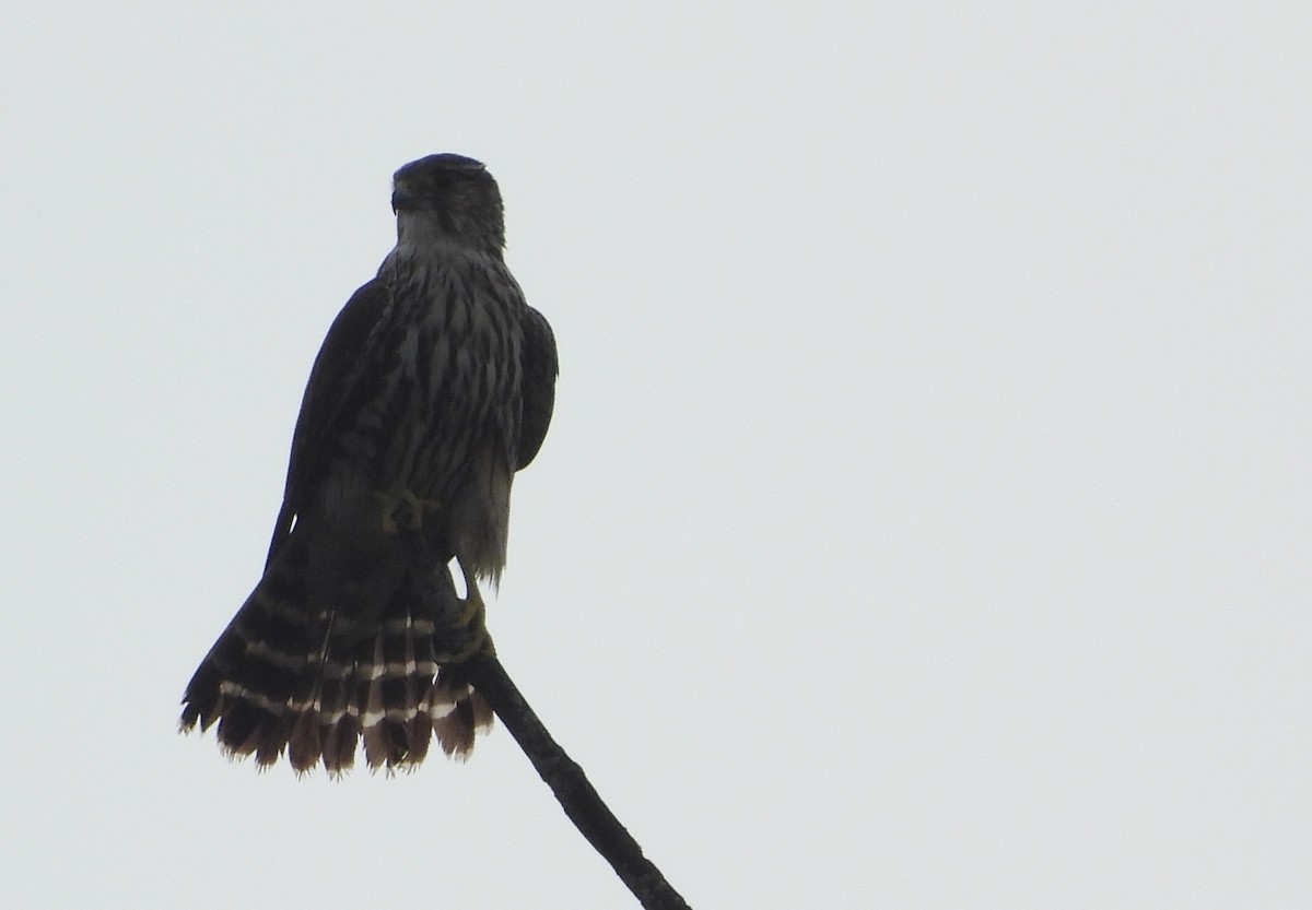 Merlin - ML644921426