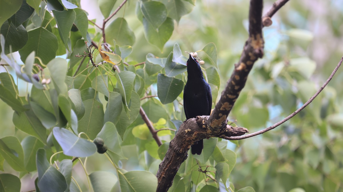 Stourne bronzé - ML644921428