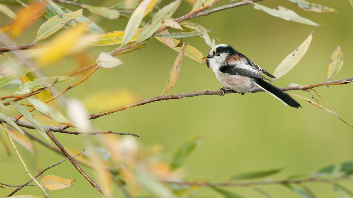 Long-tailed Tit - ML644921452