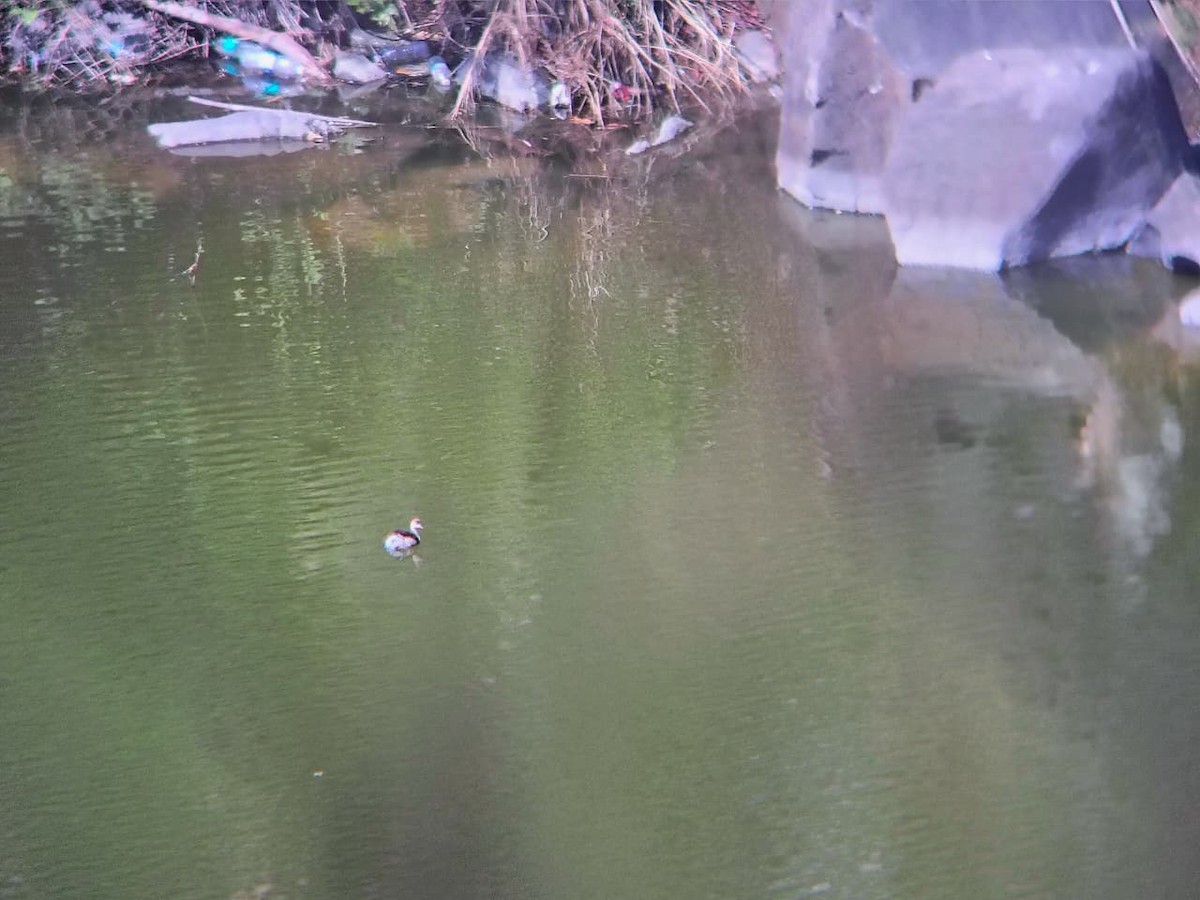 Little Grebe - ML644921459