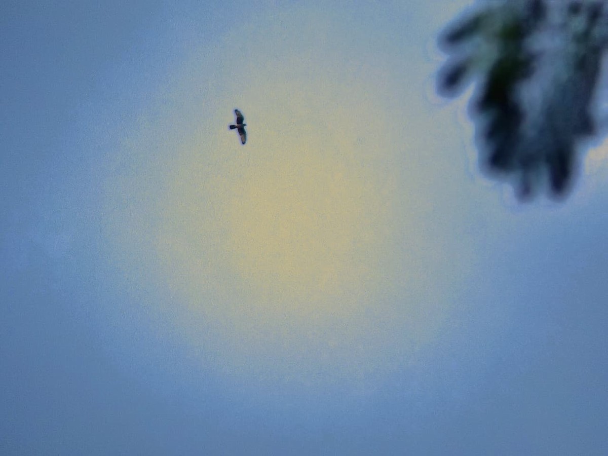 Oriental Honey-buzzard - ML644921487