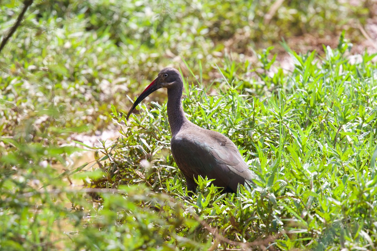 Hadada Ibis - ML644921495