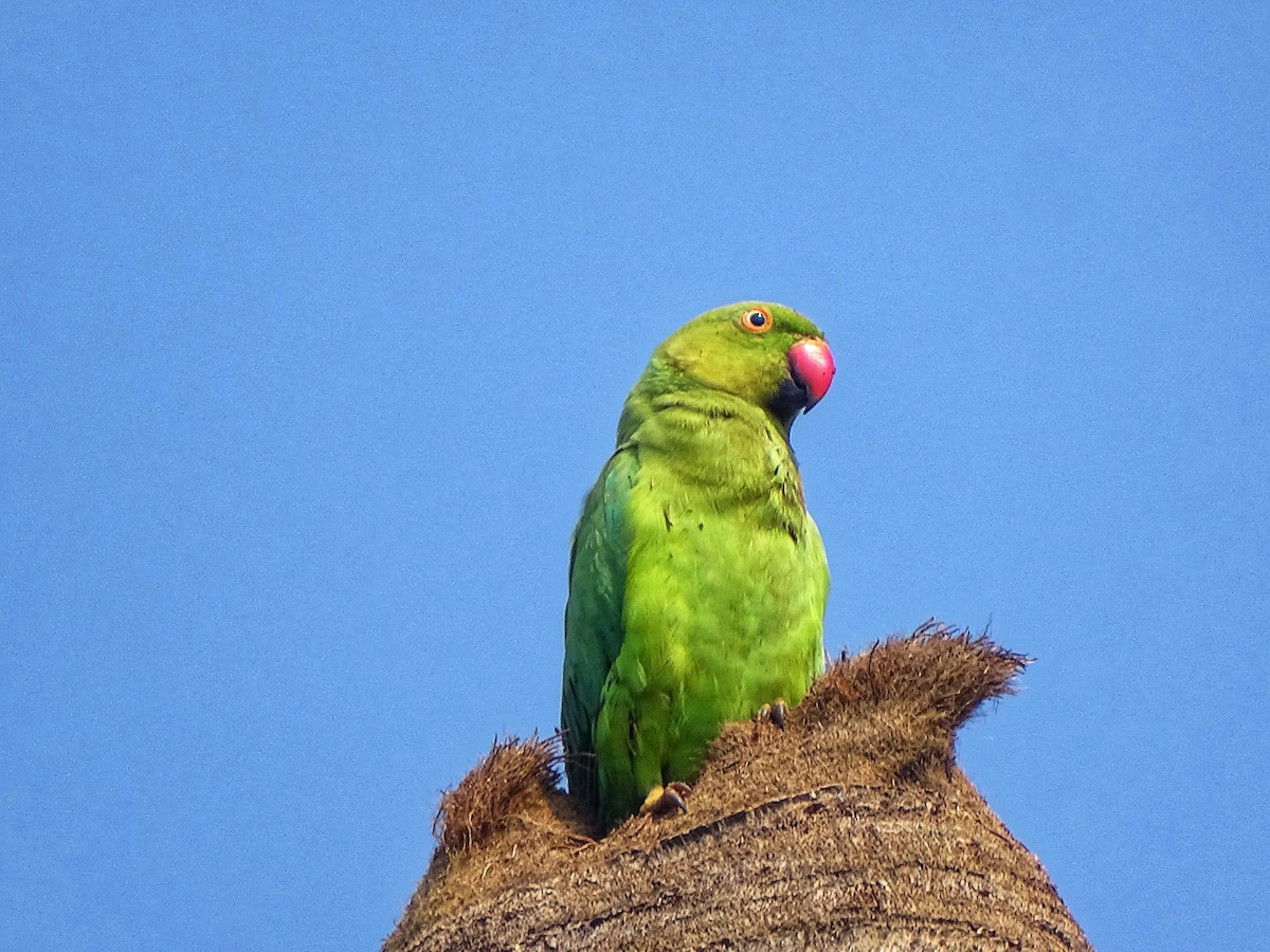 Rose-ringed Parakeet - ML644921502