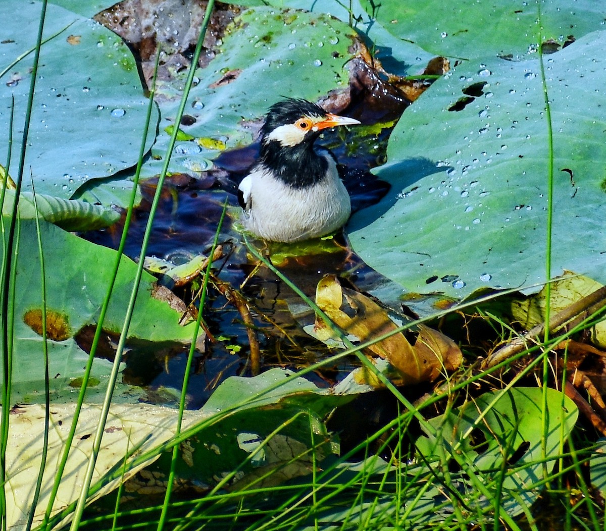 印度鵲椋鳥 - ML644921513
