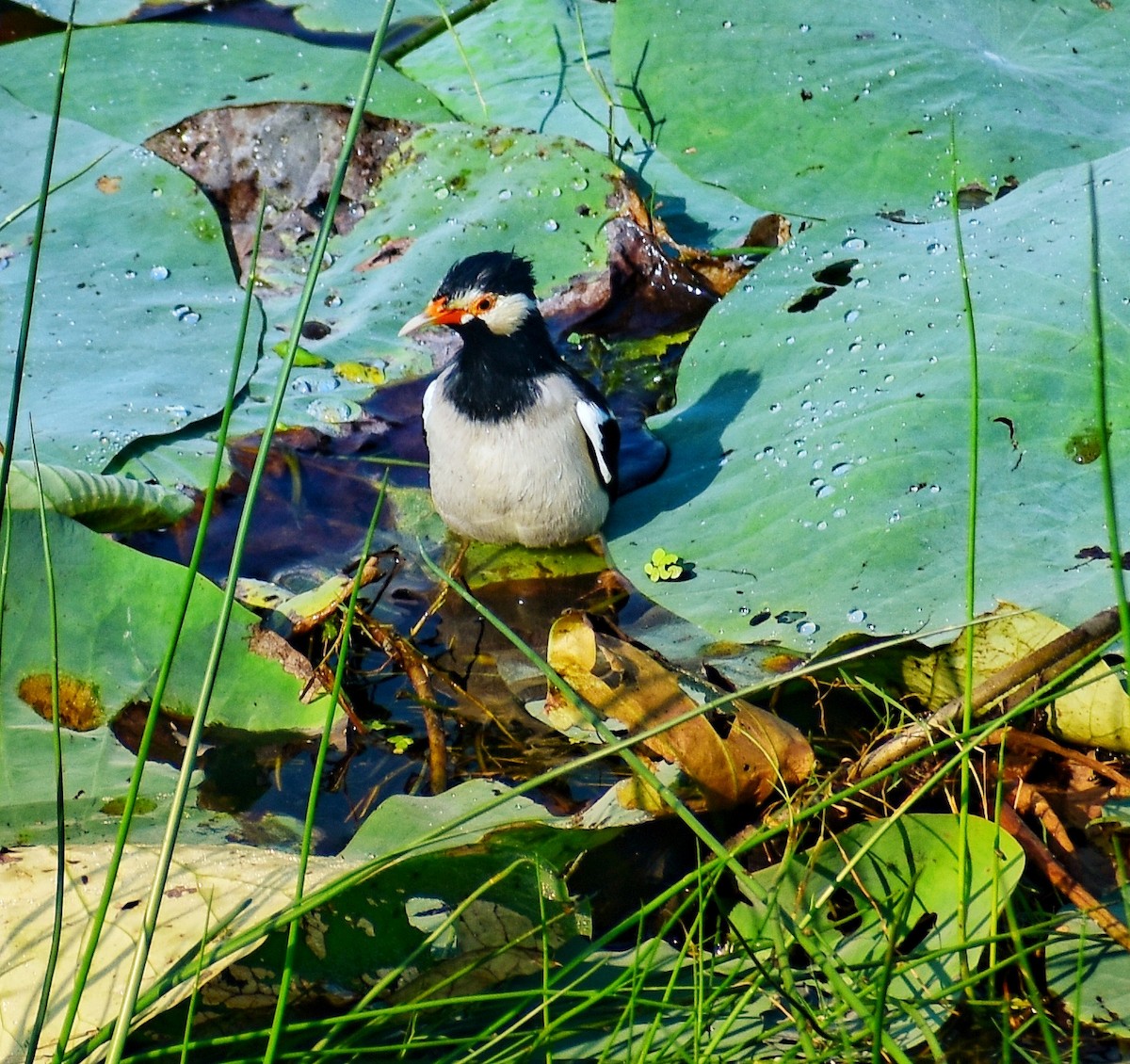 印度鵲椋鳥 - ML644921514