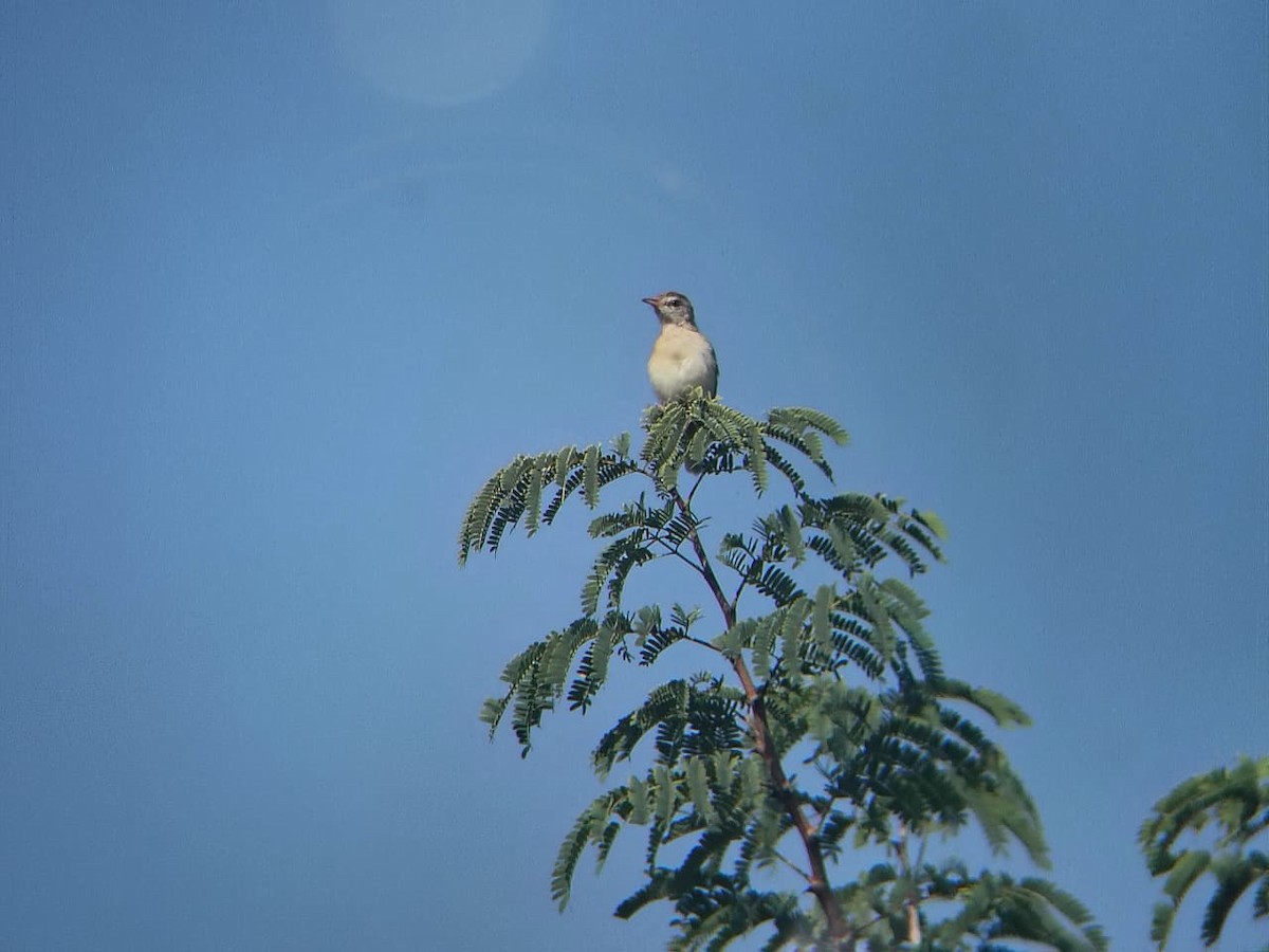 Plain Prinia - ML644921530