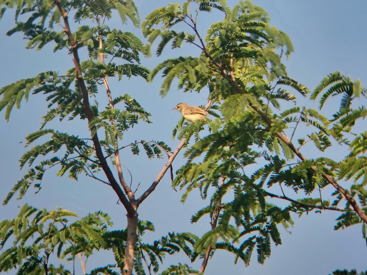 Plain Prinia - ML644921531