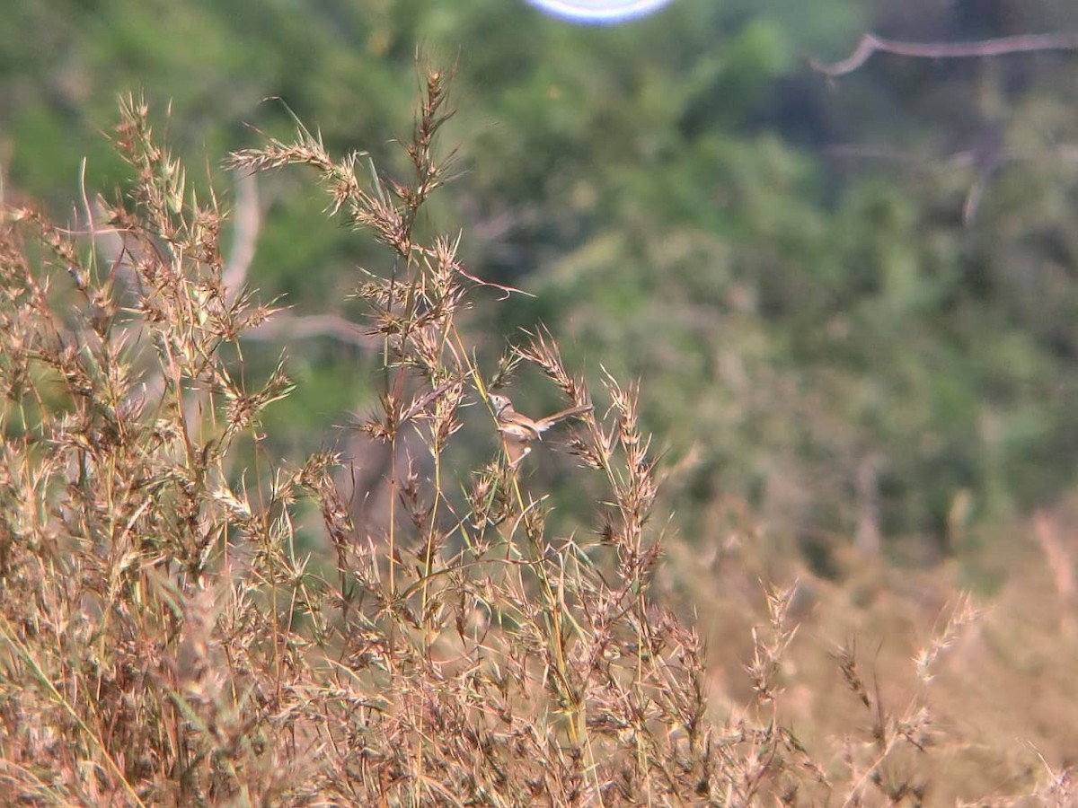 Plain Prinia - ML644921532