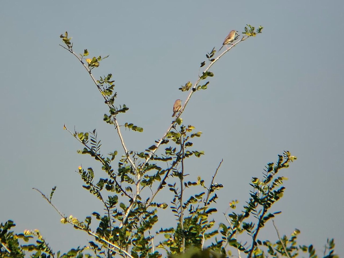Jungle Prinia - ML644921537