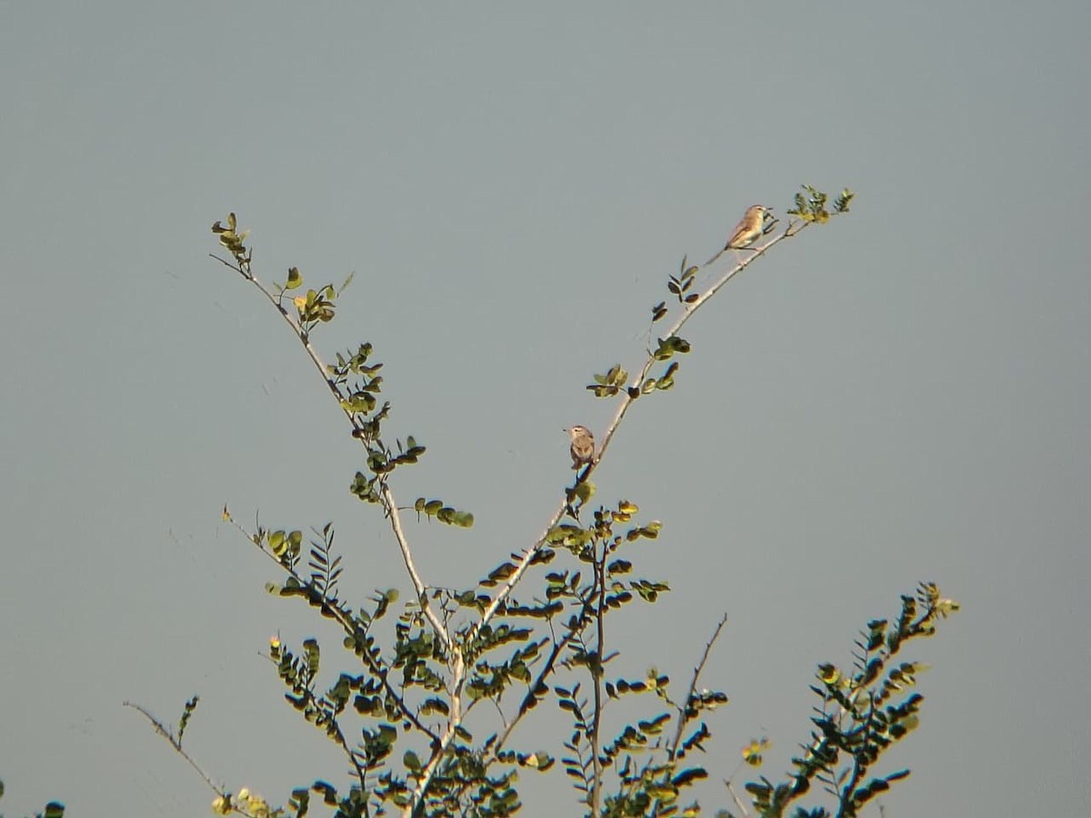 Jungle Prinia - ML644921538