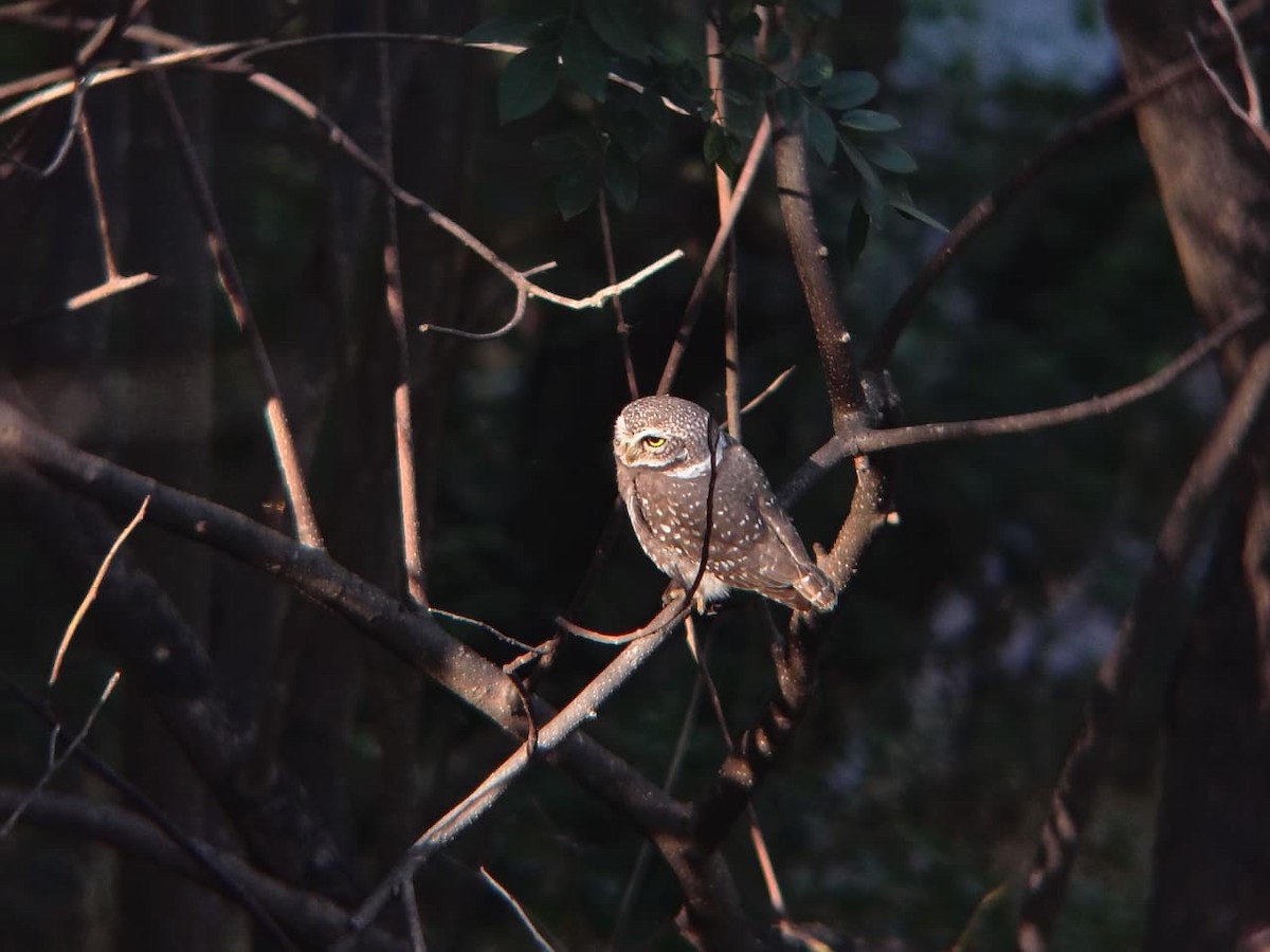 Spotted Owlet - ML644921545