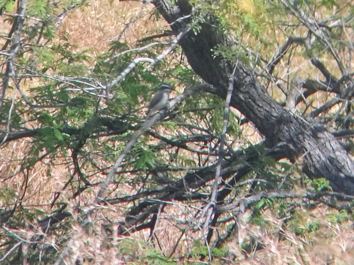 Common Woodshrike - ML644921555