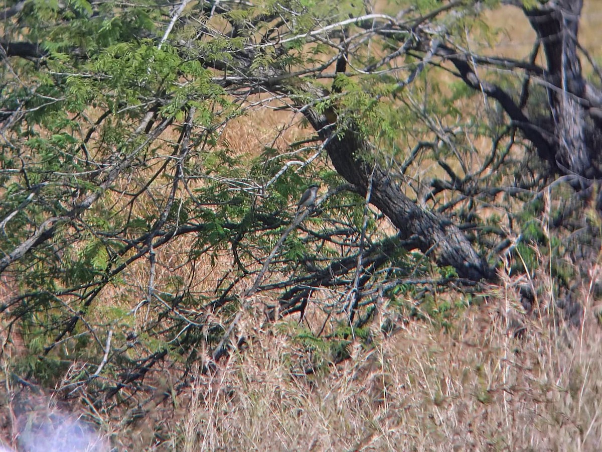Common Woodshrike - ML644921556