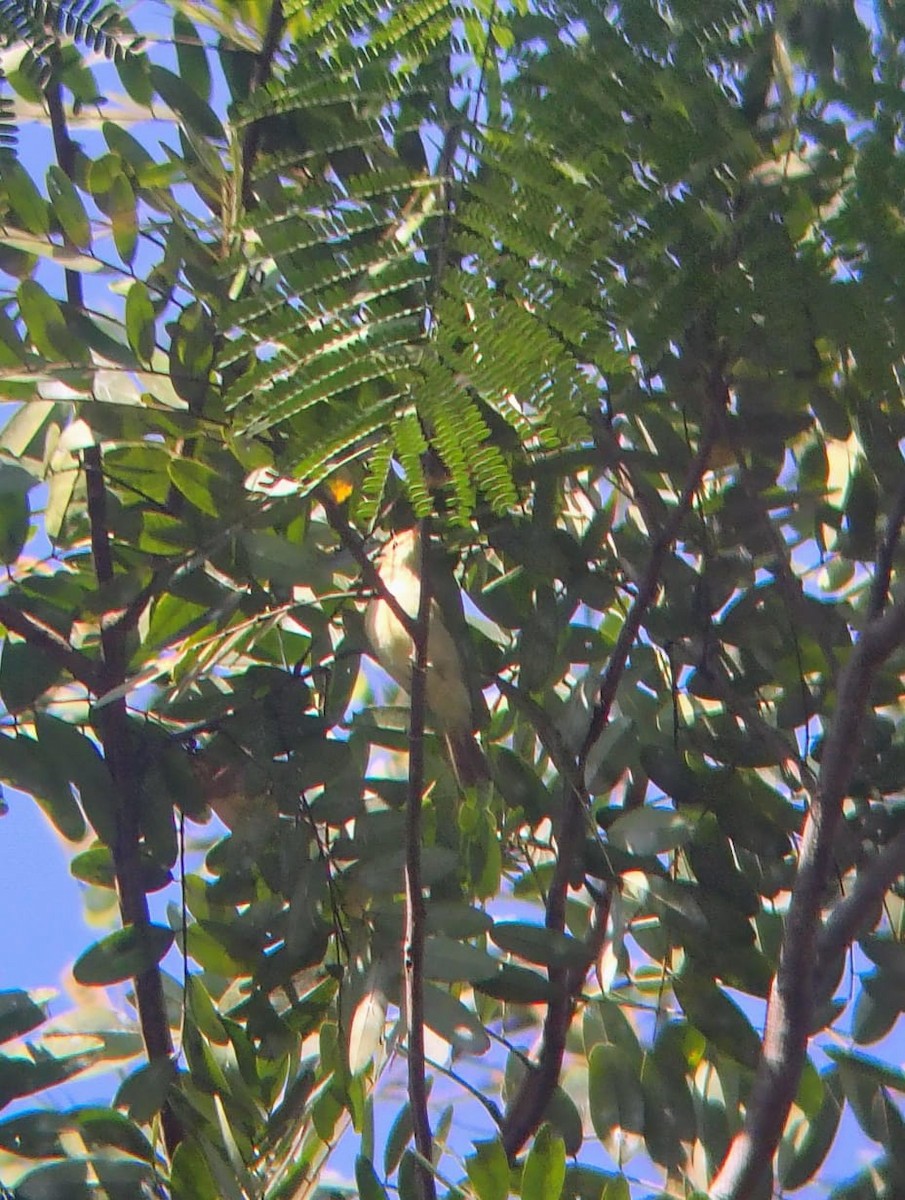Pale-billed Flowerpecker - ML644921563