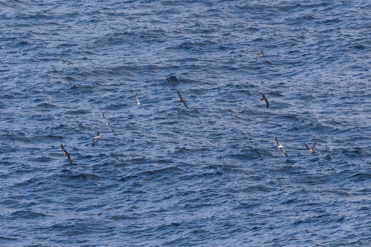 Streaked Shearwater - ML644921565