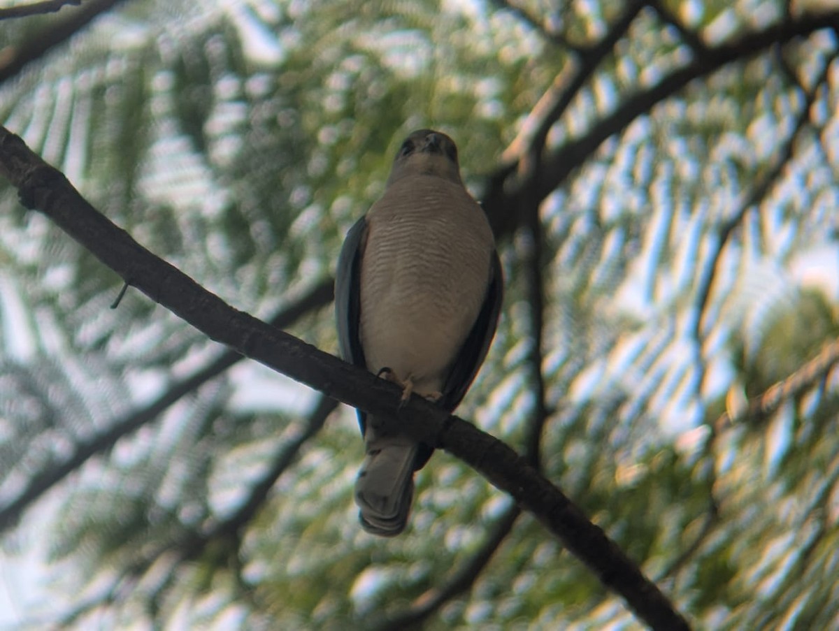 Shikra - ML644921566