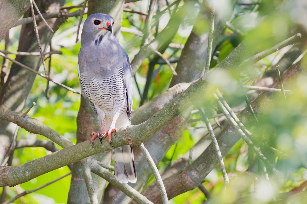 Lizard Buzzard - ML644921573