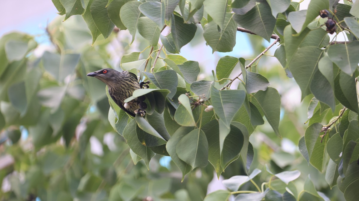 Stourne bronzé - ML644921575