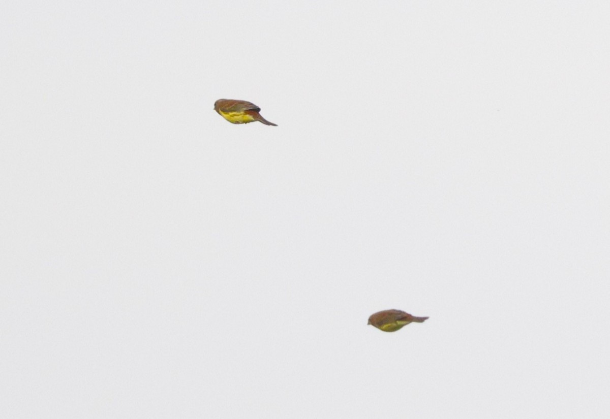 Chestnut Bunting - ML644921580