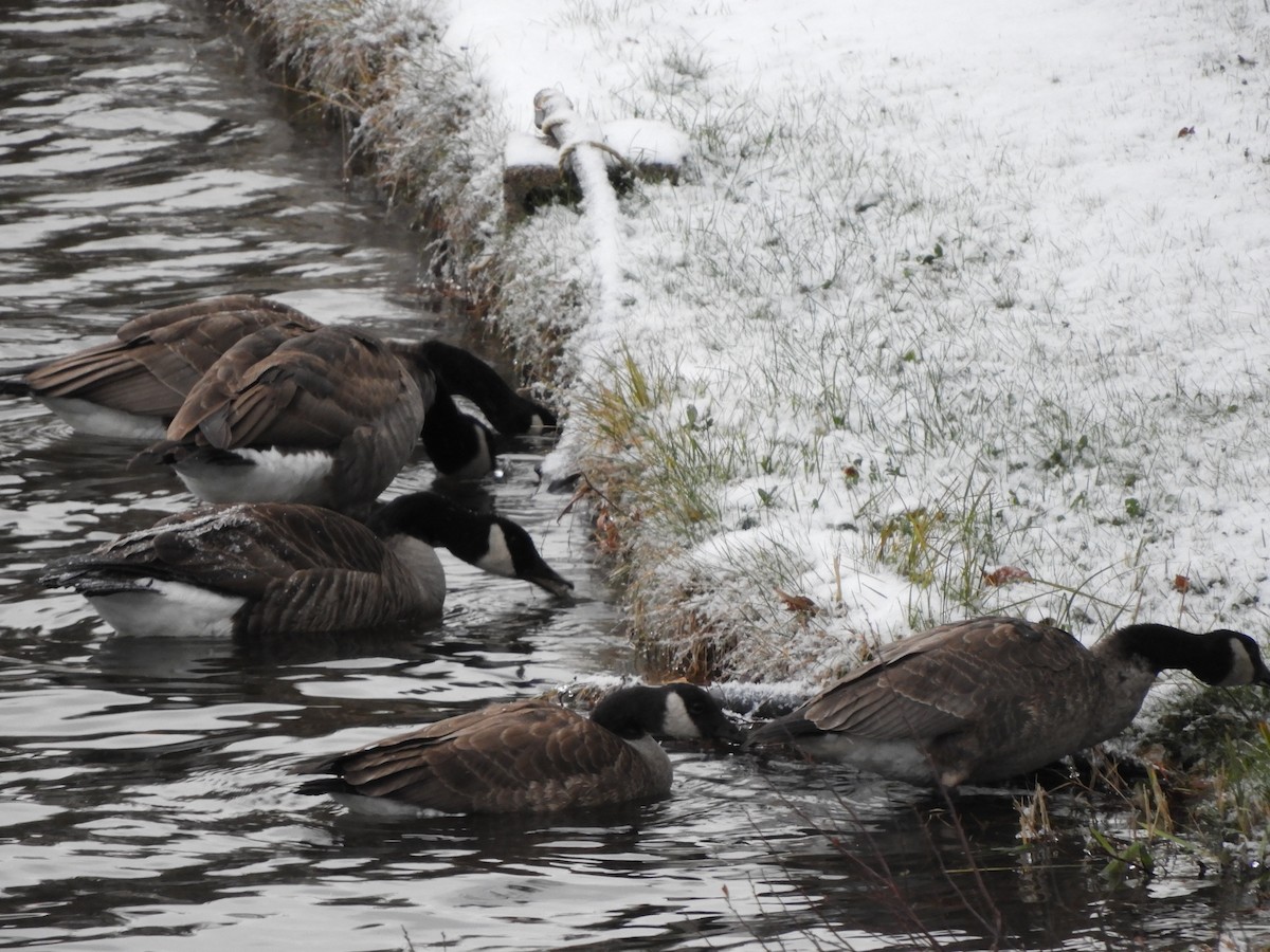 Canada Goose - ML644921586