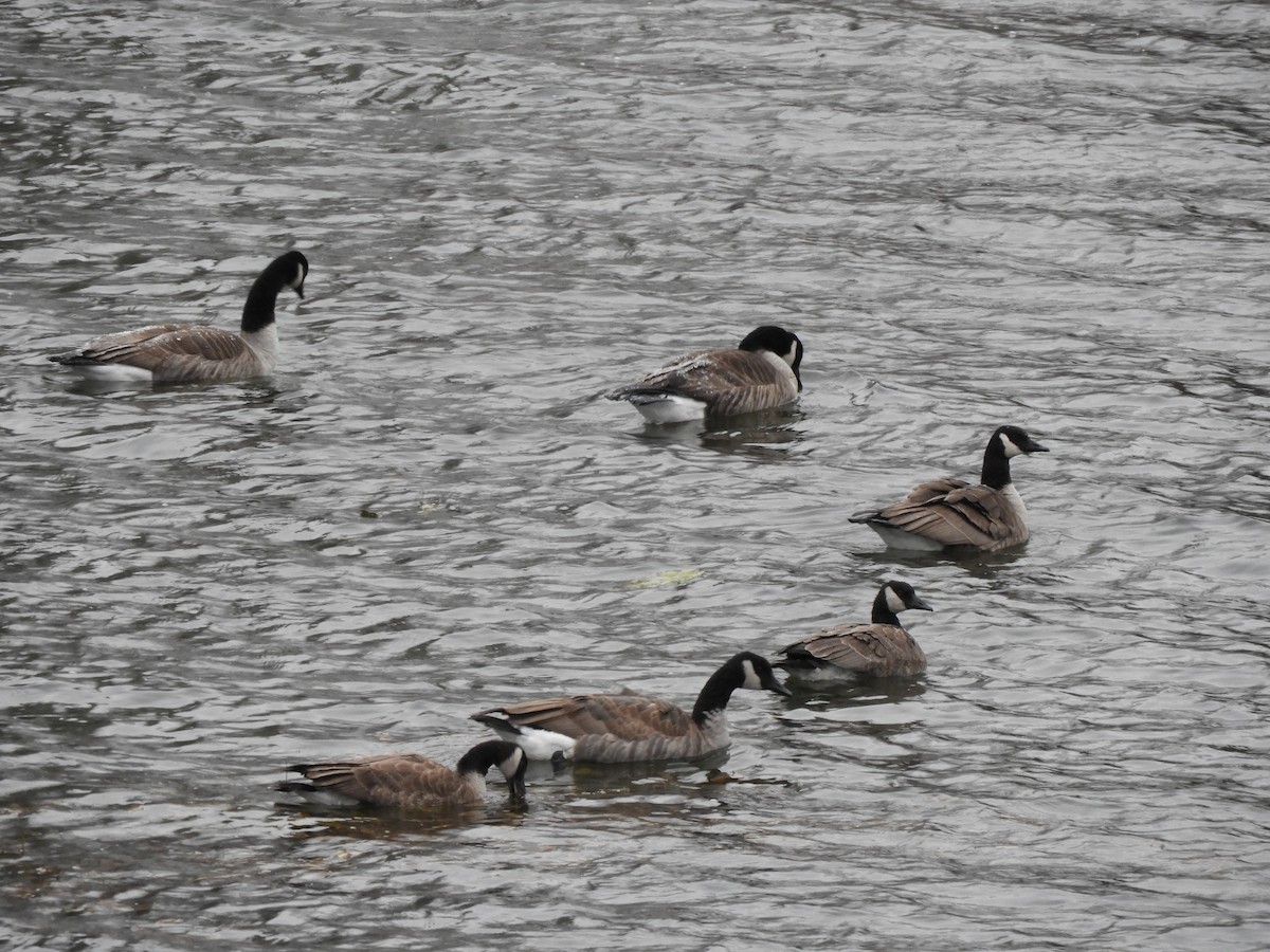 Canada Goose - ML644921587