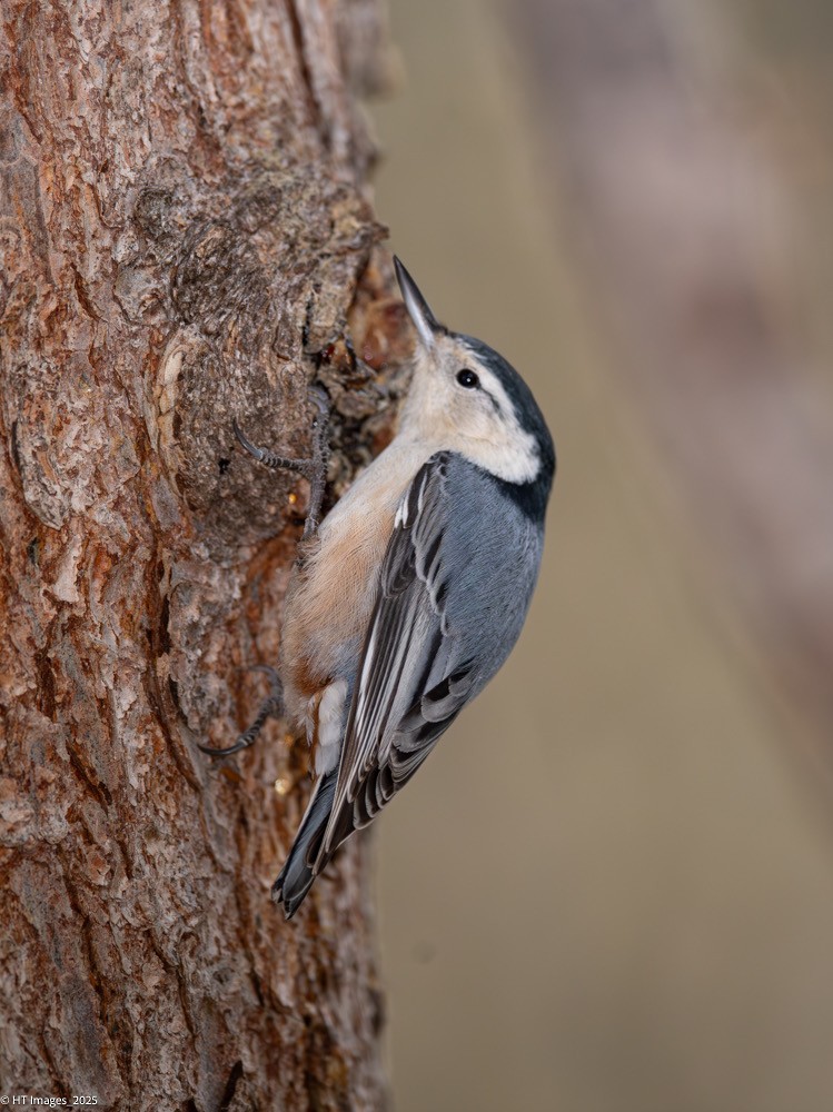 White-breasted Nuthatch - ML644921588
