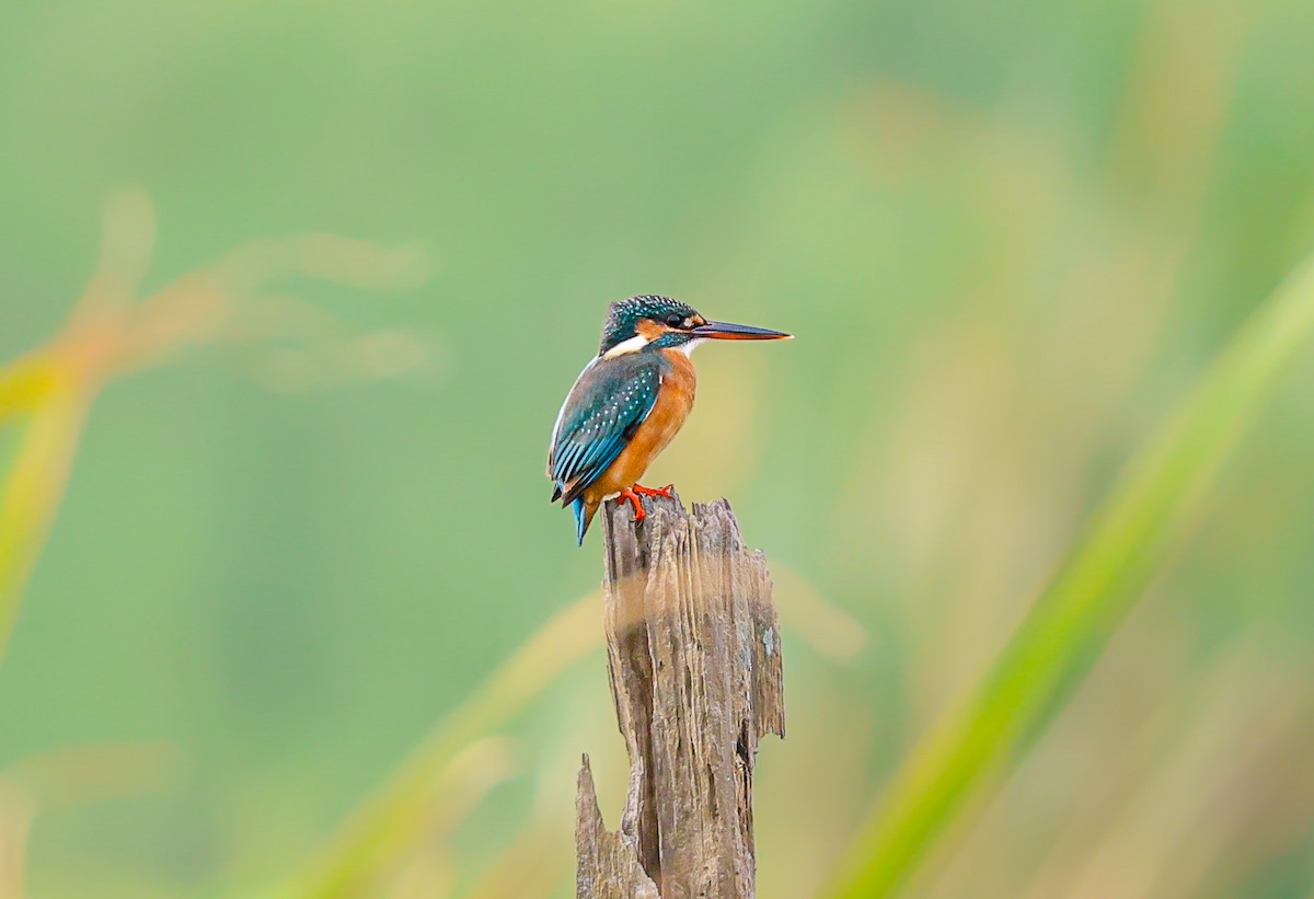 Common Kingfisher - ML644921597