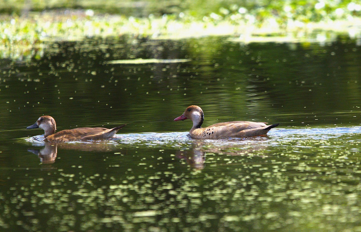 Brazilian Teal - ML644921601