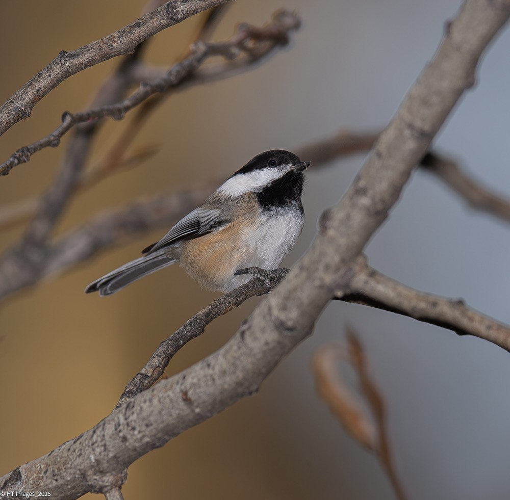 Black-capped Chickadee - ML644921605