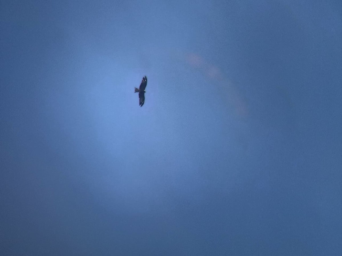 eagle sp. - ML644921628