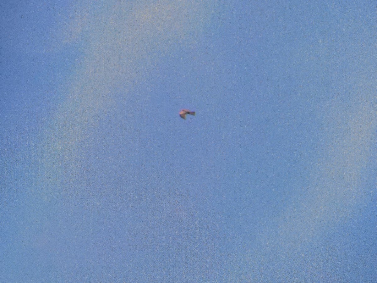 eagle sp. - ML644921629