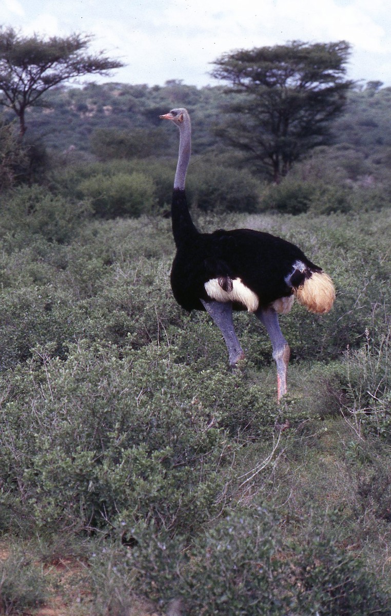 Somali Ostrich - ML644921632