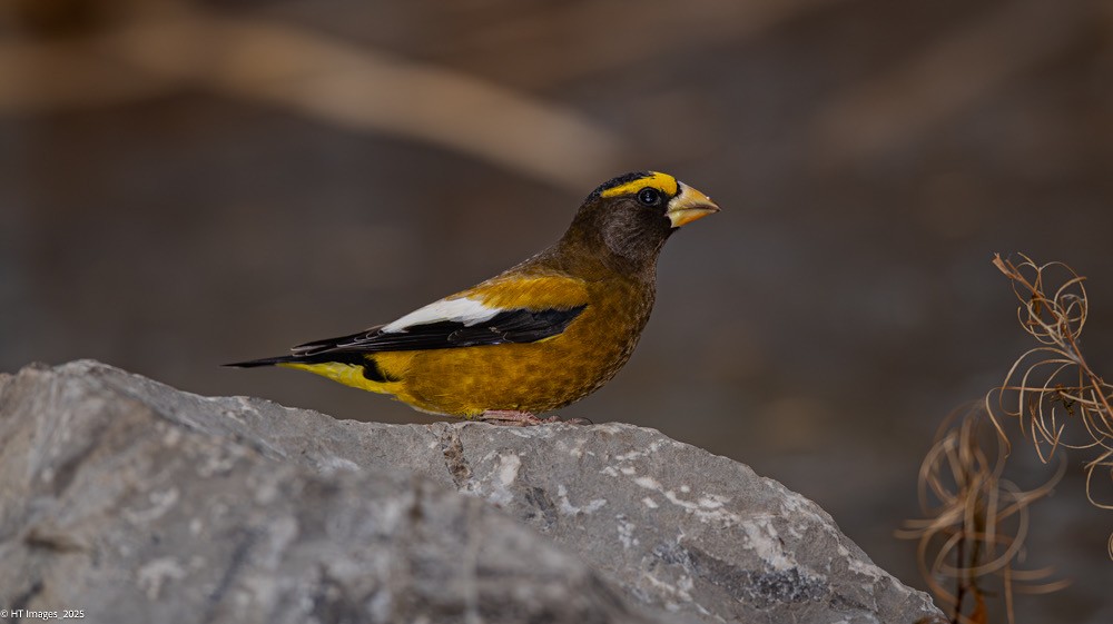 Evening Grosbeak - ML644921636