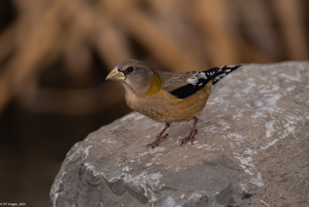 Evening Grosbeak - ML644921637
