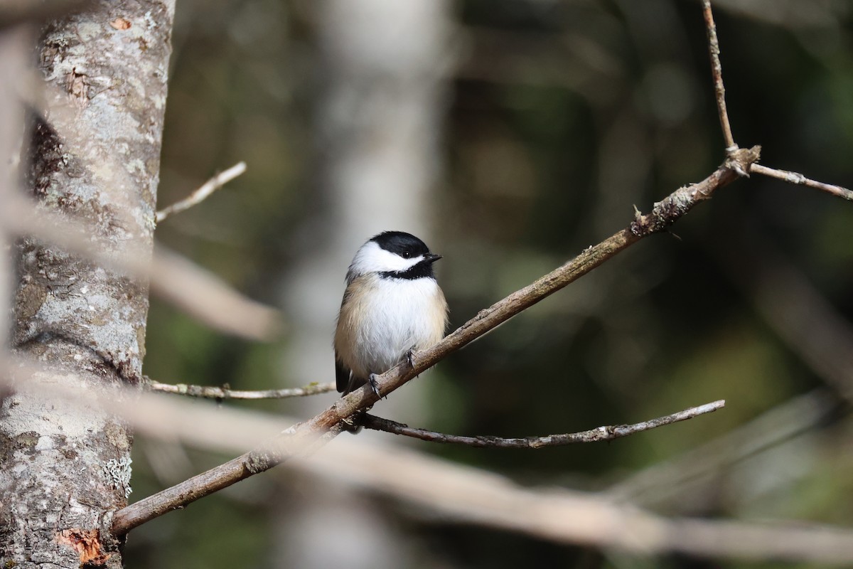 Black-capped Chickadee - ML644921661