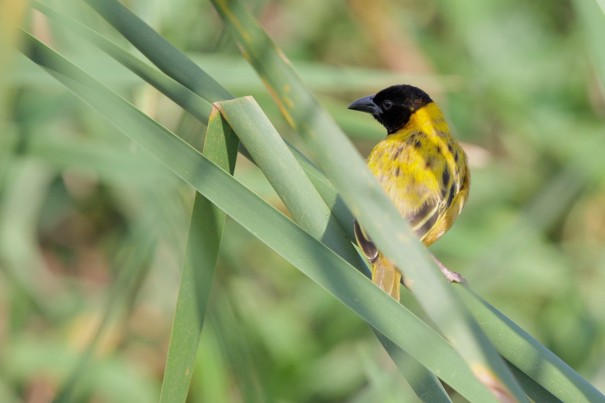 Black-headed Weaver - ML644921666