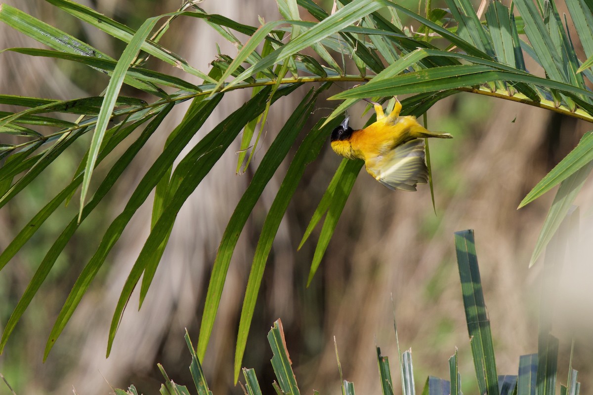 Black-headed Weaver - ML644921683