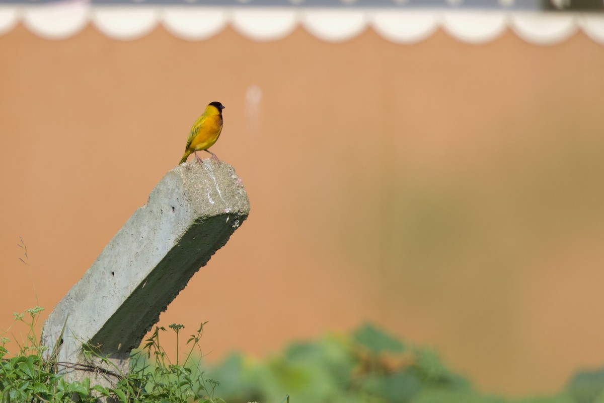 Black-headed Weaver - ML644921691