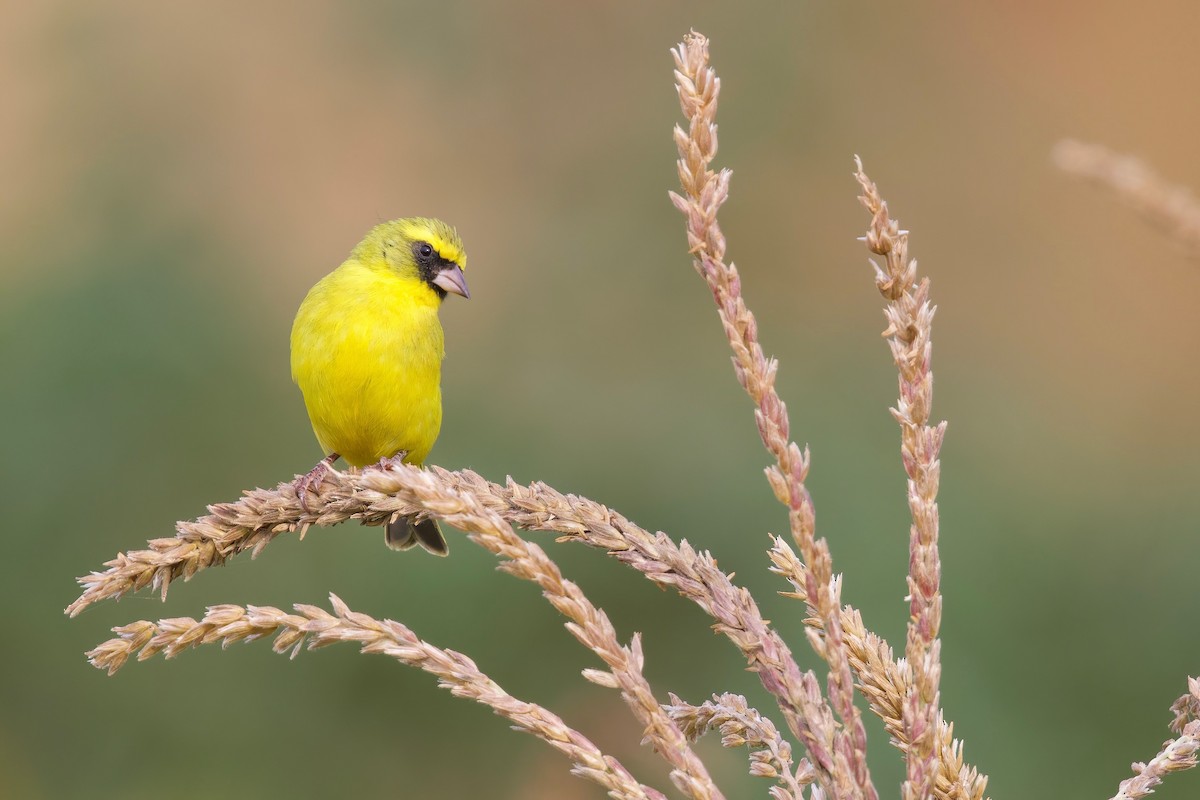 Western Citril - ML644921729