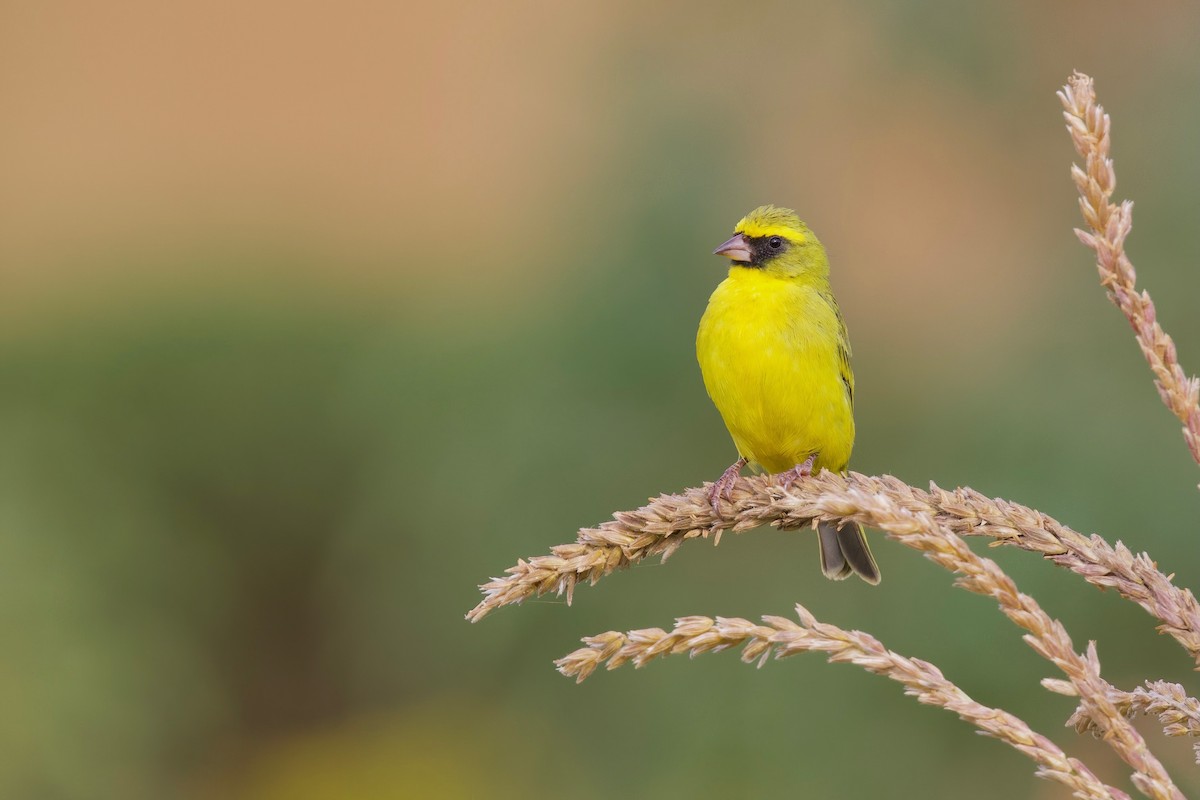 Western Citril - ML644921730