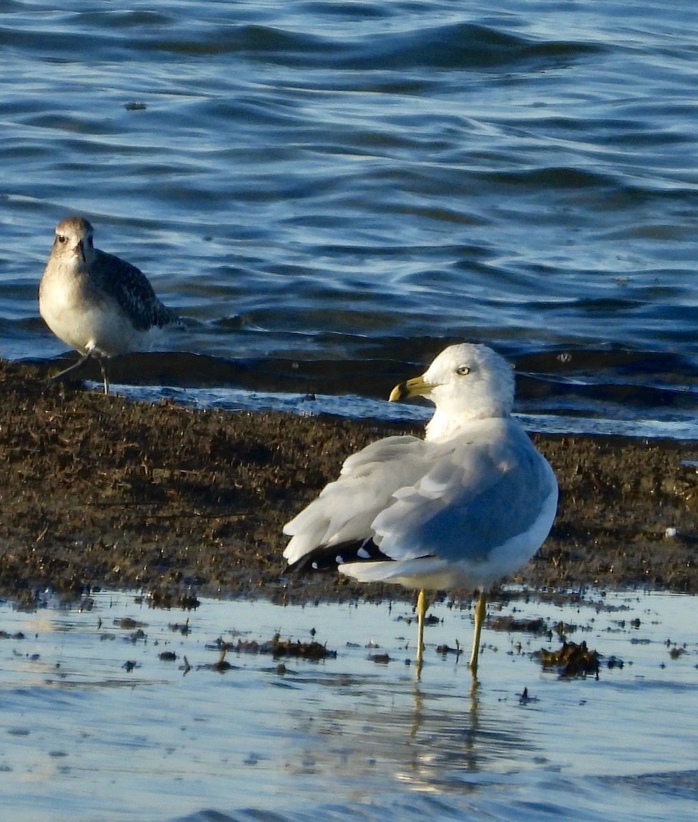 Ring-billed Gull - ML644921773