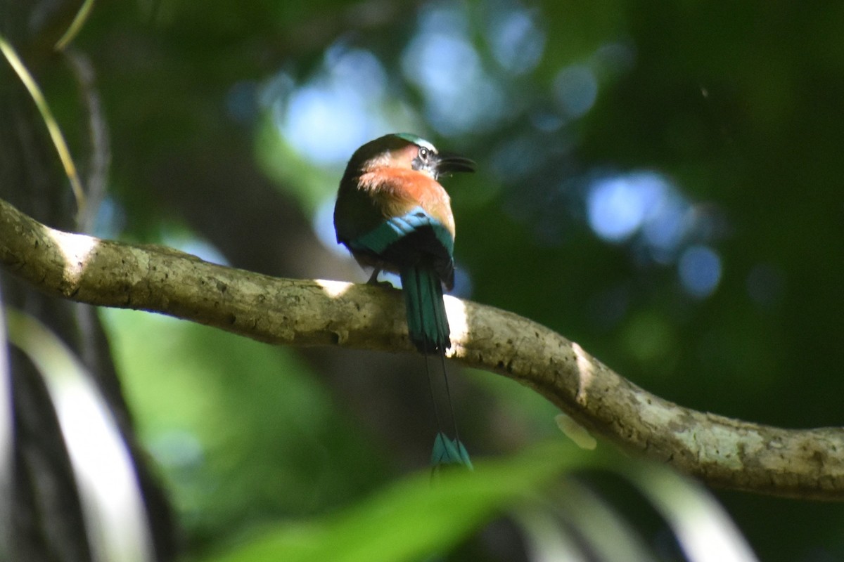 Момот рудочеревий - ML644921774