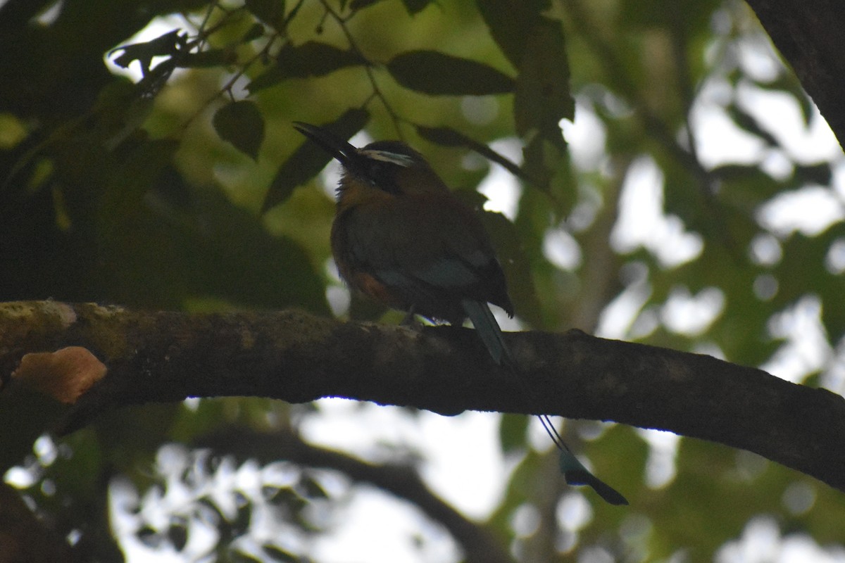 Момот рудочеревий - ML644921775