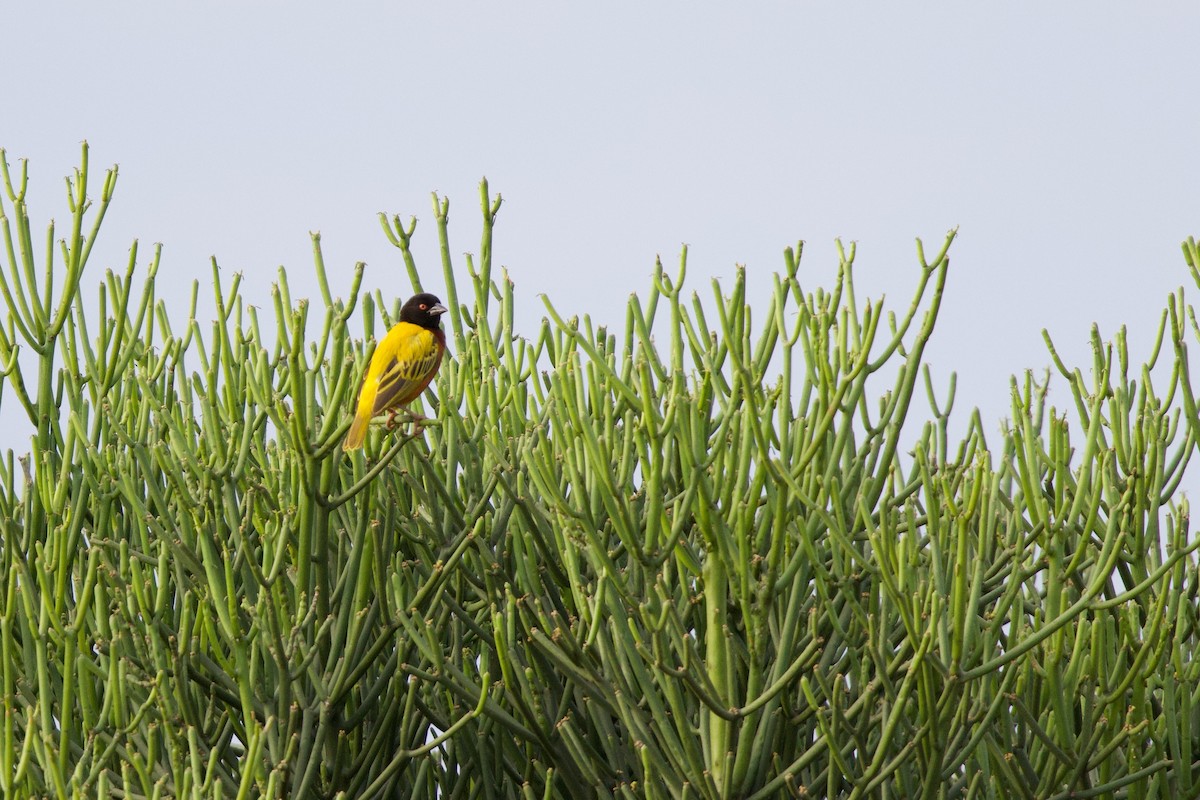 Златоспинный ткач - ML644921784