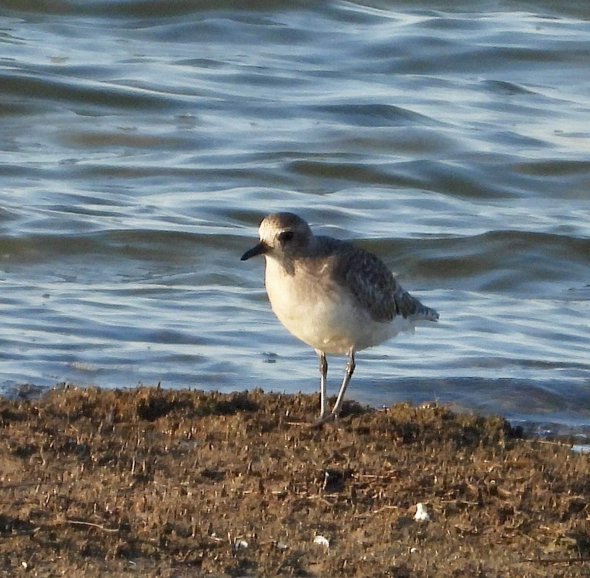 Black-bellied Plover - ML644921813