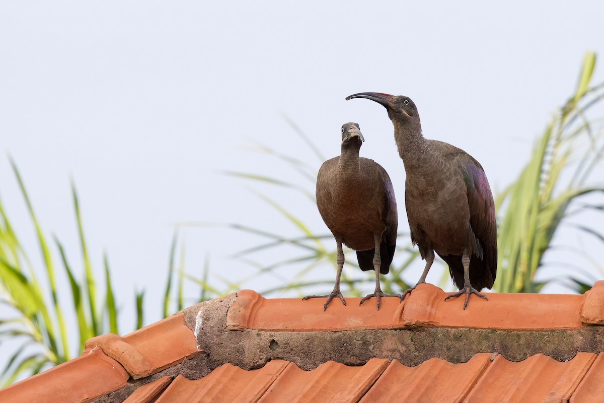 Hadada Ibis - ML644921821