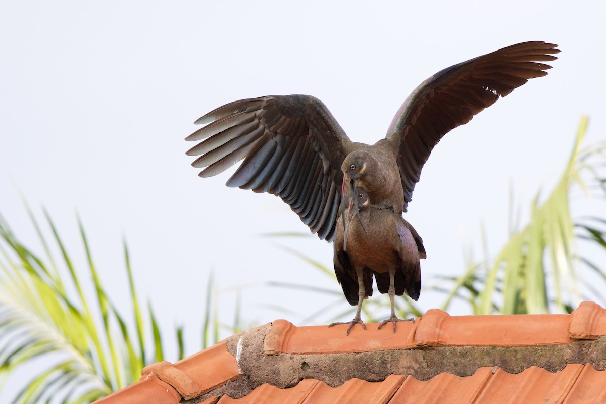 Hadada Ibis - ML644921822