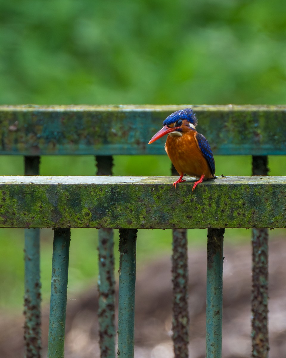 lakmusisfugl - ML644921834