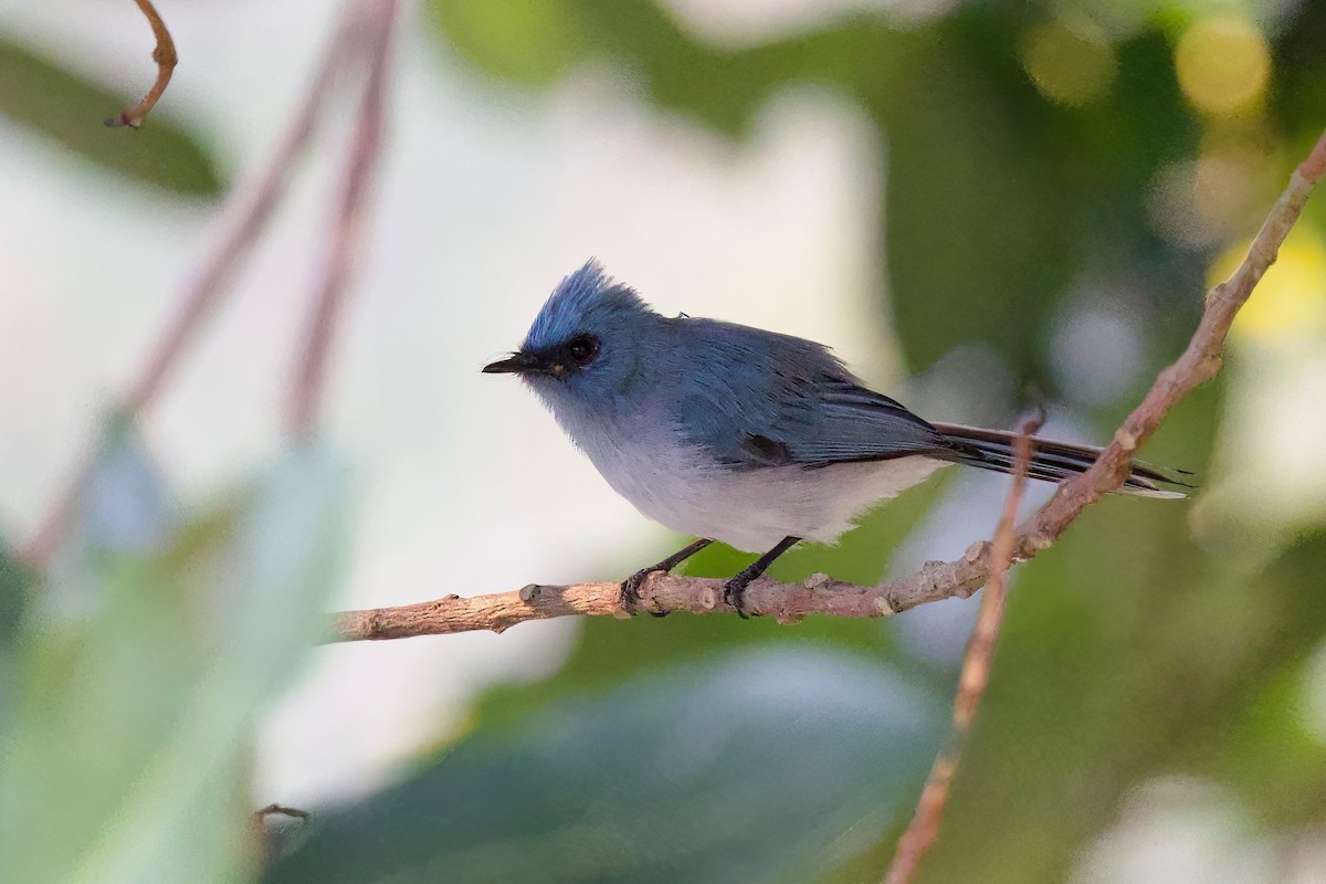 blåelminia - ML644921849